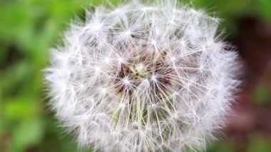 ihale alan çiçek karahindiba güneşli bir gün