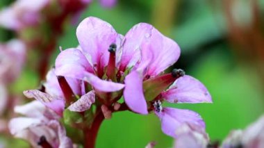 tıbbi bitki Badan parlak pembe ihale çiçekler
