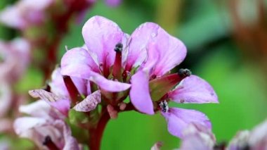 tıbbi bitki Badan parlak pembe ihale çiçekler