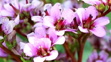 tıbbi bitki Badan parlak pembe ihale çiçekler