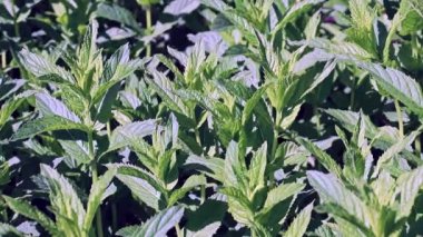 bahçede parlak taze nane