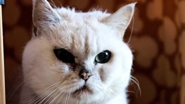 yetişkin kızgın evinin sınırında safkan kedi izlemek