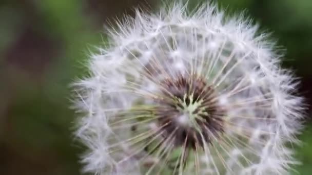 Campo Tierno Flor Diente León Día Soleado — Vídeos de Stock