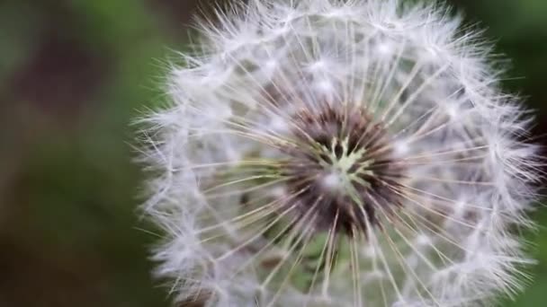 Campo Tierno Flor Diente León Día Soleado — Vídeo de stock