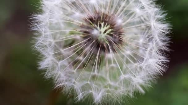 Tender Field Flower Dandelion Sunny Day — Stock Video