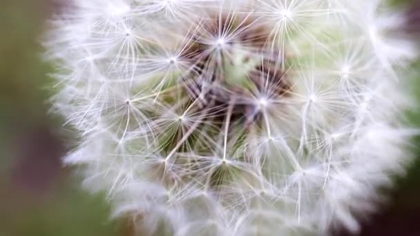 Campo Tierno Flor Diente León Día Soleado — Vídeo de stock