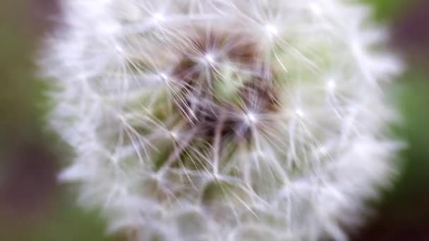 Campo Tierno Flor Diente León Día Soleado — Vídeo de stock