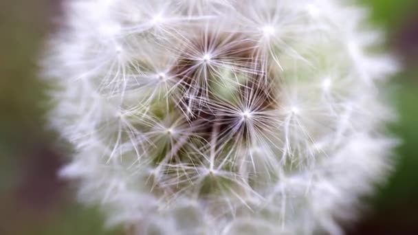 Campo Tierno Flor Diente León Día Soleado — Vídeo de stock