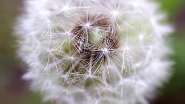 Campo Tierno Flor Diente León Día Soleado — Vídeo de stock