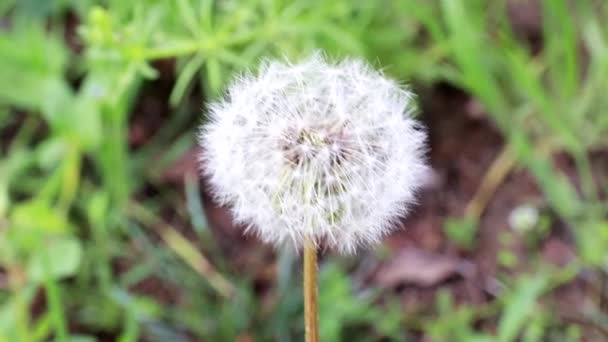 Tender Field Flower Dandelion Sunny Day — Stock Video