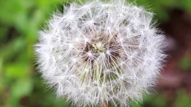 Anbud Fält Blomma Maskros Solig Dag — Stockvideo