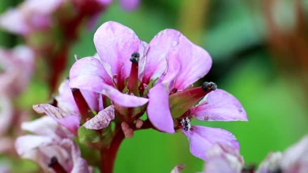 Leuchtend Rosa Zarte Blüten Der Heilpflanze Badan — Stockvideo