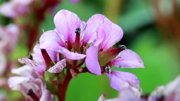 药用植物巴丹的亮粉色嫩花 — 图库视频影像