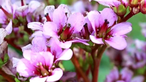 Leuchtend Rosa Zarte Blüten Der Heilpflanze Badan — Stockvideo