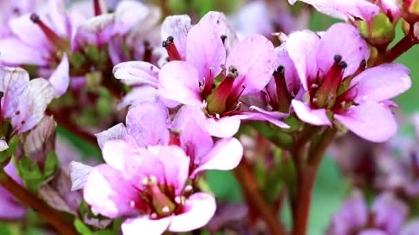 Leuchtend Rosa Zarte Blüten Der Heilpflanze Badan — Stockvideo