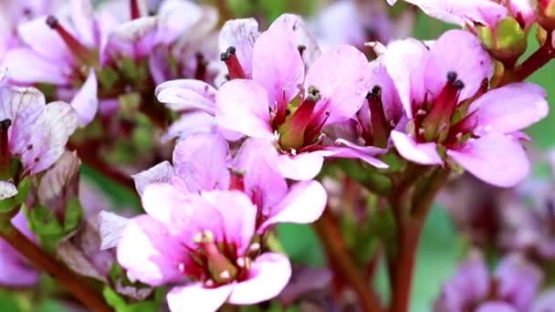 Leuchtend Rosa Zarte Blüten Der Heilpflanze Badan — Stockvideo