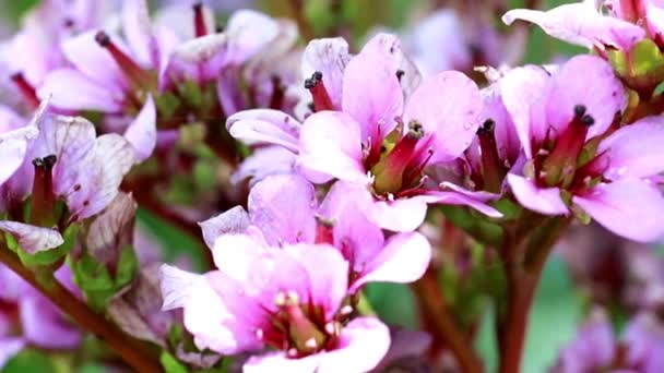 Flores Tiernas Color Rosa Brillante Planta Medicinal Badan — Vídeos de Stock