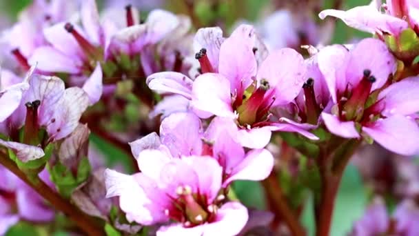Flores Concurso Rosa Brilhante Planta Medicinal Badan — Vídeo de Stock
