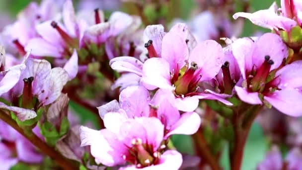 Bright Pink Tender Flowers Medicinal Plant Badan — Stock Video