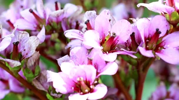 Ярко Розовые Нежные Цветы Лекарственного Растения Бадан — стоковое видео
