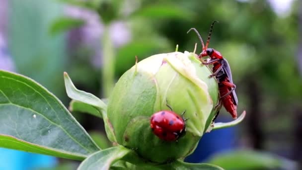 Escarabajo Rojo Brillante Mariquita Brote Peonía — Vídeo de stock