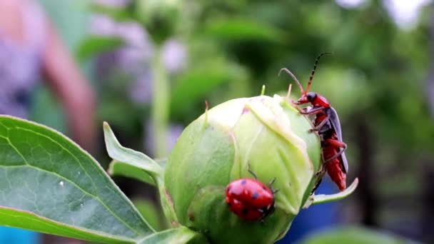 Escarabajo Rojo Brillante Mariquita Brote Peonía — Vídeo de stock