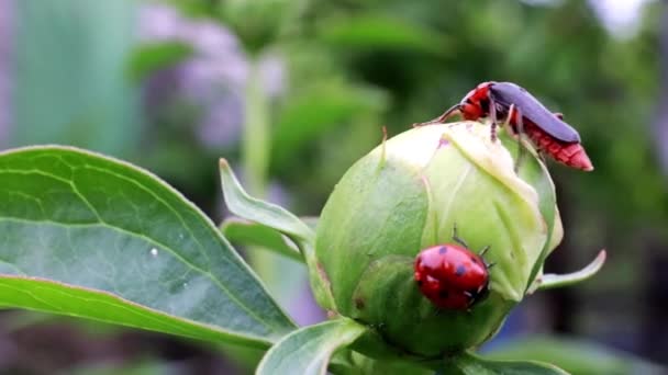 Escarabajo Rojo Brillante Mariquita Brote Peonía — Vídeo de stock