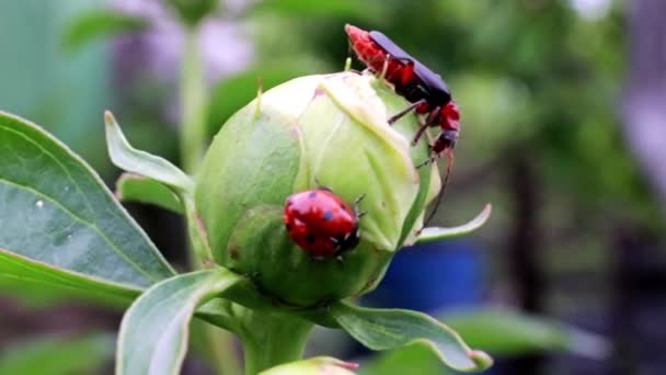 Leuchtend Roter Käfer Und Marienkäfer Auf Einer Päonienknospe — Stockvideo