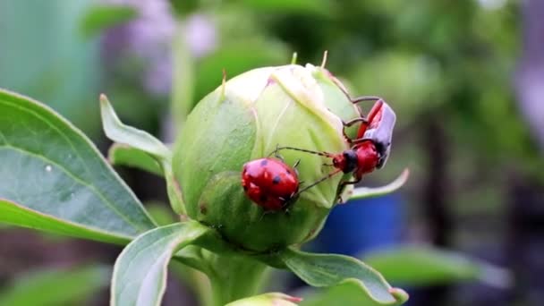 Leuchtend Roter Käfer Und Marienkäfer Auf Einer Päonienknospe — Stockvideo