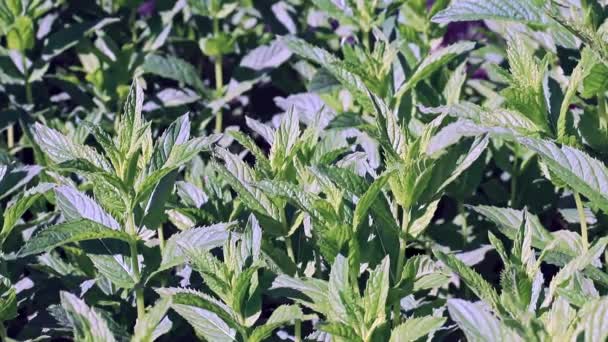 Menthe Poivrée Fraîche Lumineuse Dans Jardin — Video