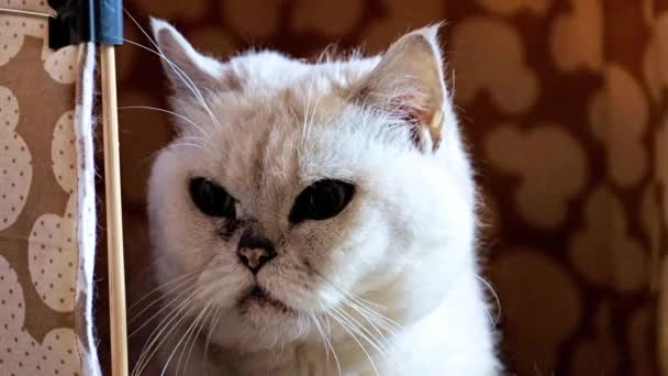 Ενήλικος Θυμωμένος Ρολόι Καθαρόαιμο Γάτα Στα Σύνορα Του Σπιτιού Του — Αρχείο Βίντεο