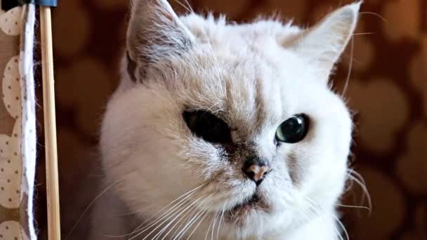 Erwachsene Wütend Beobachten Vollblut Katze Rand Seines Hauses — Stockvideo
