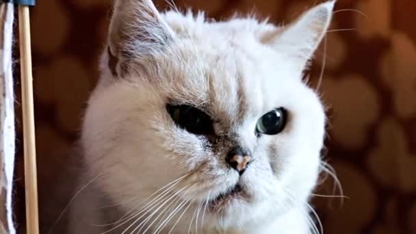 Yetişkin Kızgın Evinin Sınırında Safkan Kedi Izlemek — Stok video