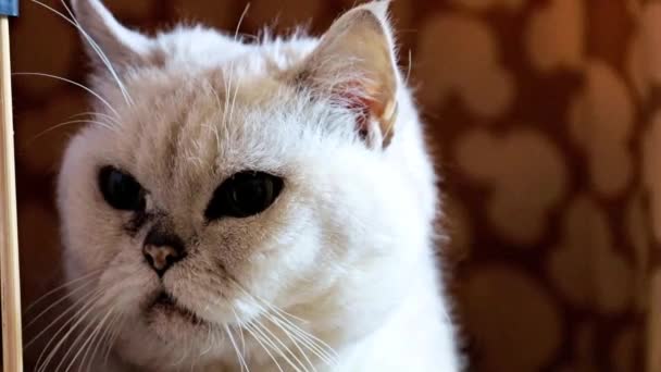 Yetişkin Kızgın Evinin Sınırında Safkan Kedi Izlemek — Stok video
