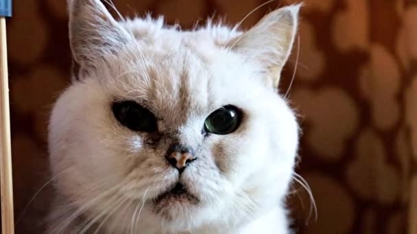 成人愤怒看纯种猫在他的房子的边界 — 图库视频影像