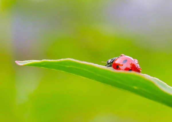 Heldere Insect Lieveheersbeestje Een Groene Tak Bud — Stockfoto