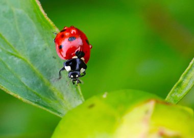 yeşil bir dal tomurcuk üzerinde parlak böcek uğur böceği