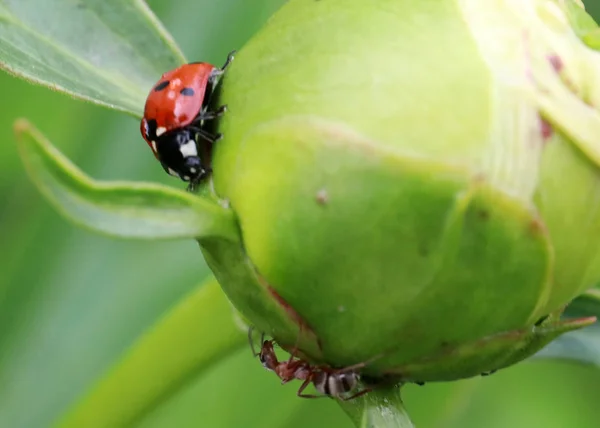 Heldere Insect Lieveheersbeestje Een Groene Tak Bud — Stockfoto