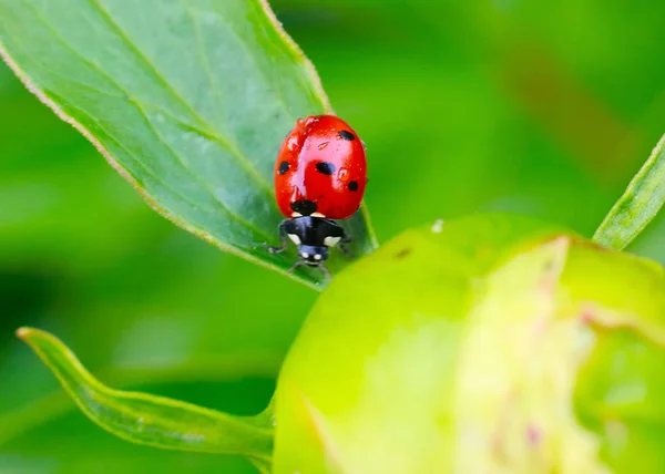 Yeşil Bir Dal Tomurcuk Üzerinde Parlak Böcek Uğur Böceği — Stok fotoğraf