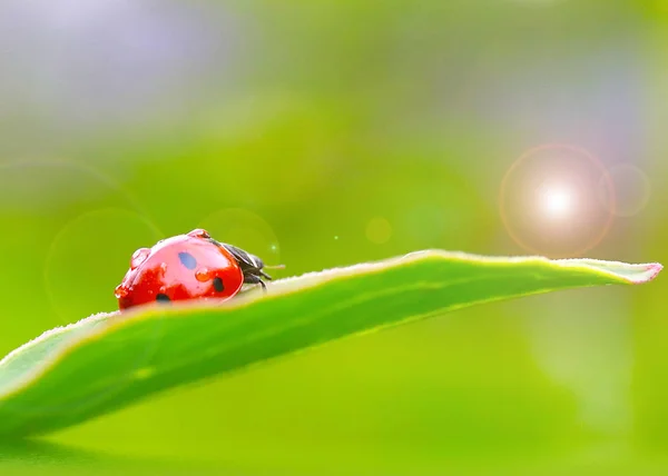 Yeşil Bir Dal Tomurcuk Üzerinde Parlak Böcek Uğur Böceği — Stok fotoğraf
