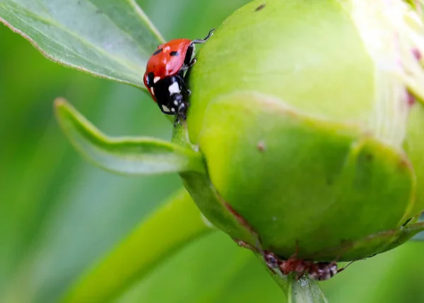 bright insect ladybug on a green branch bud