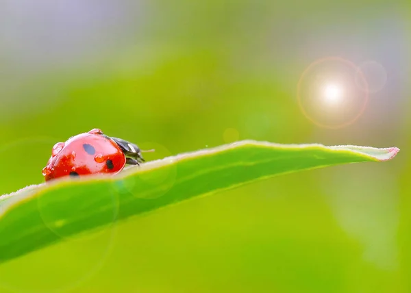 Coccinella Insetto Luminoso Una Gemma Ramo Verde — Foto Stock