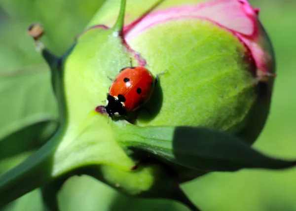 Yeşil Bir Dal Tomurcuk Üzerinde Parlak Böcek Uğur Böceği — Stok fotoğraf