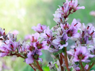 tıbbi bitki Badan güzel pembe çiçekler