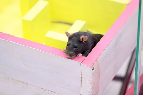 Grijze Lab Rat Bij Het Bestuderen Van Gedrag Logisch Denken — Stockfoto