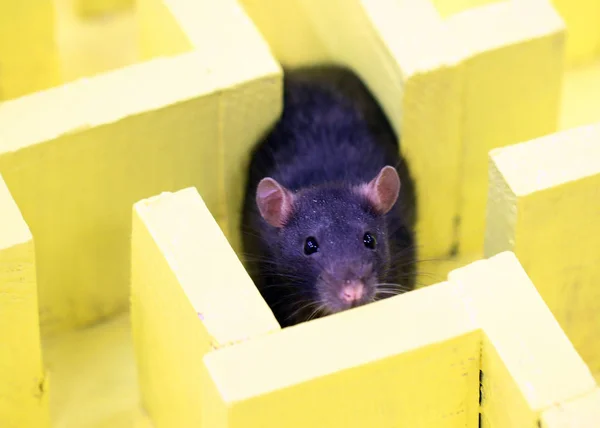 Davranış Mantıksal Düşünme Okurken Gri Laboratuvar Sıçan — Stok fotoğraf
