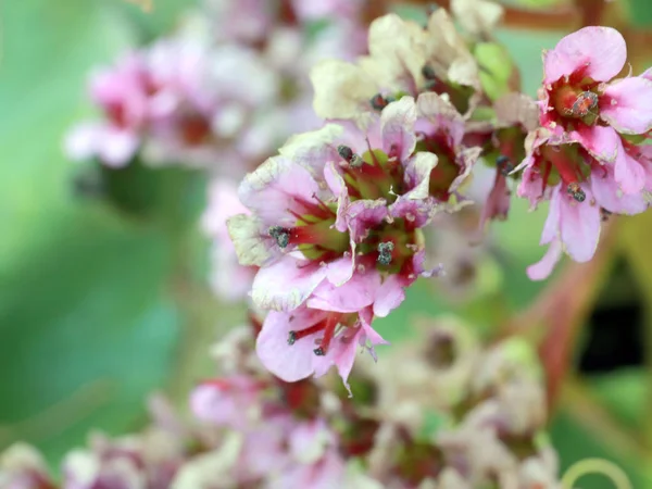 Tıbbi Bitki Badan Güzel Pembe Çiçekler — Stok fotoğraf