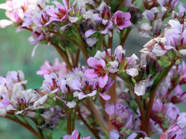 Belas Flores Rosa Planta Médica Badan — Fotografia de Stock