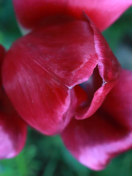 Blanc Rouge Pétales Jardin Fleur Tulipe — Photo