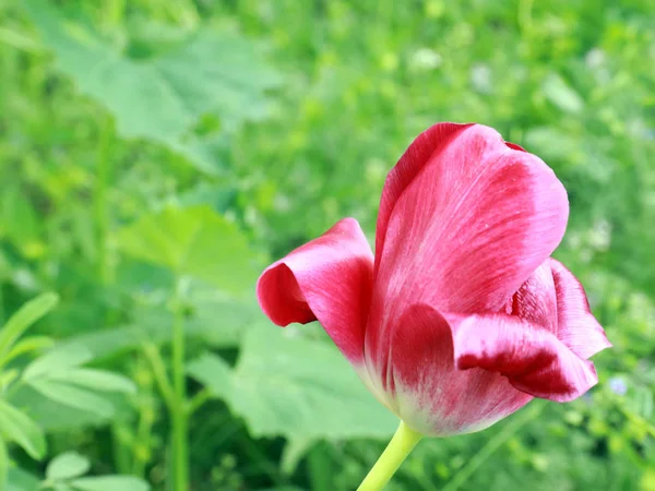 White Red Petals Garden Flower Tulip — Stock Photo, Image